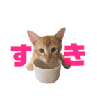 実写猫！にゃいもいスタンプ（個別スタンプ：21）