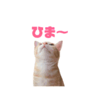 実写猫！にゃいもいスタンプ（個別スタンプ：23）