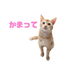 実写猫！にゃいもいスタンプ（個別スタンプ：24）