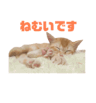 実写猫！にゃいもいスタンプ（個別スタンプ：26）
