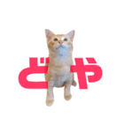 実写猫！にゃいもいスタンプ（個別スタンプ：29）