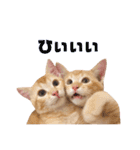 実写猫！にゃいもいスタンプ（個別スタンプ：32）