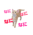 実写猫！にゃいもいスタンプ（個別スタンプ：33）