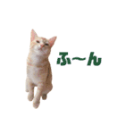 実写猫！にゃいもいスタンプ（個別スタンプ：34）