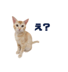 実写猫！にゃいもいスタンプ（個別スタンプ：38）