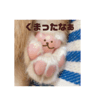 実写猫！にゃいもいスタンプ（個別スタンプ：39）