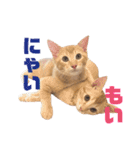実写猫！にゃいもいスタンプ（個別スタンプ：40）