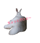 ウサギのピーちゃん（個別スタンプ：3）