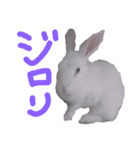 ウサギのピーちゃん（個別スタンプ：5）