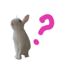 ウサギのピーちゃん（個別スタンプ：10）
