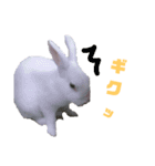 ウサギのピーちゃん（個別スタンプ：15）