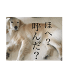 ゴールデンレトリバーのゆず（個別スタンプ：5）