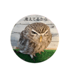 フクロウと犬（個別スタンプ：1）