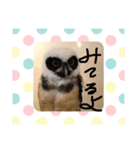 フクロウと犬（個別スタンプ：5）