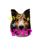 きなこの日常♡（個別スタンプ：9）