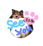 きなこの日常♡（個別スタンプ：12）
