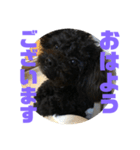 トイプードルとシーズーのMIX犬エマ 第6弾（個別スタンプ：1）