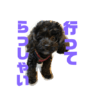 トイプードルとシーズーのMIX犬エマ 第6弾（個別スタンプ：3）