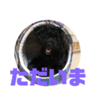 トイプードルとシーズーのMIX犬エマ 第6弾（個別スタンプ：5）