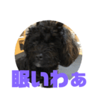 トイプードルとシーズーのMIX犬エマ 第6弾（個別スタンプ：6）
