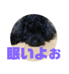 トイプードルとシーズーのMIX犬エマ 第6弾（個別スタンプ：7）