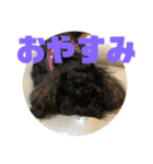 トイプードルとシーズーのMIX犬エマ 第6弾（個別スタンプ：8）