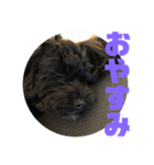 トイプードルとシーズーのMIX犬エマ 第6弾（個別スタンプ：9）