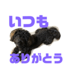 トイプードルとシーズーのMIX犬エマ 第6弾（個別スタンプ：10）