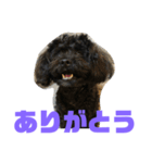 トイプードルとシーズーのMIX犬エマ 第6弾（個別スタンプ：11）