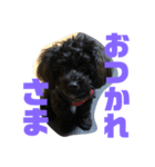 トイプードルとシーズーのMIX犬エマ 第6弾（個別スタンプ：13）