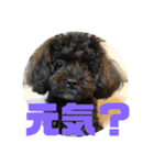 トイプードルとシーズーのMIX犬エマ 第6弾（個別スタンプ：14）