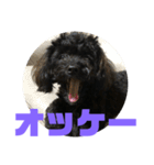 トイプードルとシーズーのMIX犬エマ 第6弾（個別スタンプ：15）