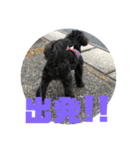 トイプードルとシーズーのMIX犬エマ 第6弾（個別スタンプ：19）