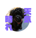 トイプードルとシーズーのMIX犬エマ 第6弾（個別スタンプ：20）