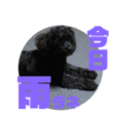 トイプードルとシーズーのMIX犬エマ 第6弾（個別スタンプ：21）