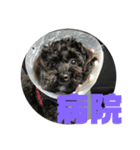 トイプードルとシーズーのMIX犬エマ 第6弾（個別スタンプ：22）