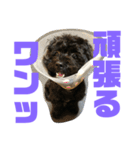 トイプードルとシーズーのMIX犬エマ 第6弾（個別スタンプ：23）