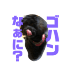 トイプードルとシーズーのMIX犬エマ 第6弾（個別スタンプ：24）