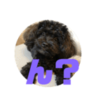 トイプードルとシーズーのMIX犬エマ 第6弾（個別スタンプ：25）