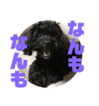 トイプードルとシーズーのMIX犬エマ 第6弾（個別スタンプ：28）