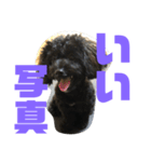 トイプードルとシーズーのMIX犬エマ 第6弾（個別スタンプ：29）