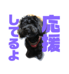 トイプードルとシーズーのMIX犬エマ 第6弾（個別スタンプ：30）