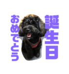 トイプードルとシーズーのMIX犬エマ 第6弾（個別スタンプ：31）