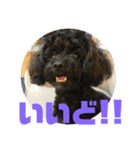 トイプードルとシーズーのMIX犬エマ 第6弾（個別スタンプ：32）