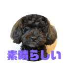 トイプードルとシーズーのMIX犬エマ 第6弾（個別スタンプ：33）