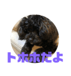 トイプードルとシーズーのMIX犬エマ 第6弾（個別スタンプ：34）
