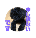 トイプードルとシーズーのMIX犬エマ 第6弾（個別スタンプ：35）