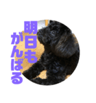 トイプードルとシーズーのMIX犬エマ 第6弾（個別スタンプ：36）