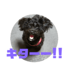 トイプードルとシーズーのMIX犬エマ 第6弾（個別スタンプ：37）