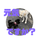 トイプードルとシーズーのMIX犬エマ 第6弾（個別スタンプ：38）